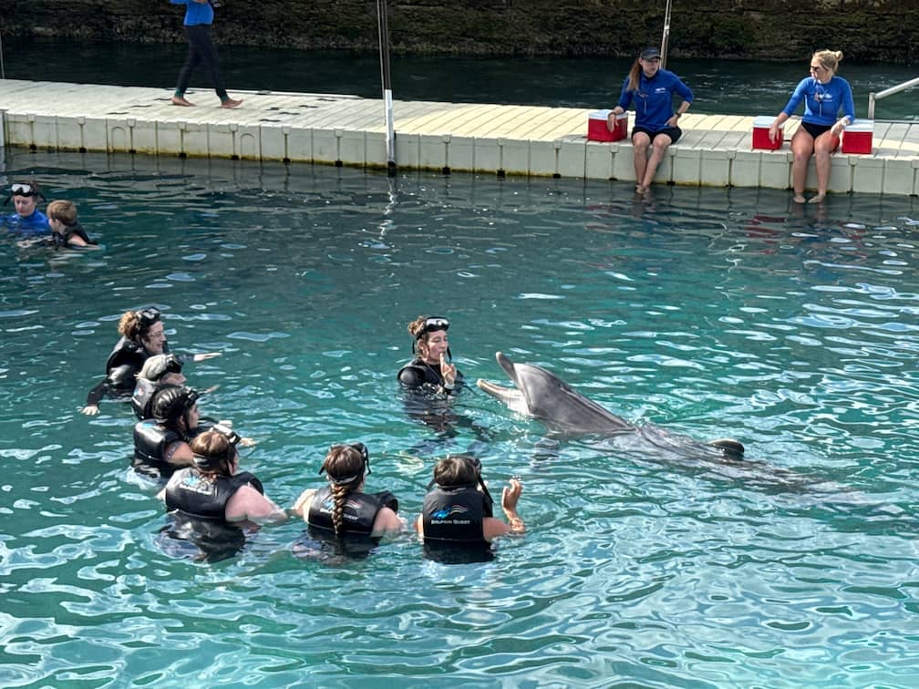 dolphin-quest-original-webfriendly Dolphin Quest Bermuda - Swim with the Dolphins